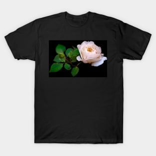 Gentle light pink rose against black background T-Shirt